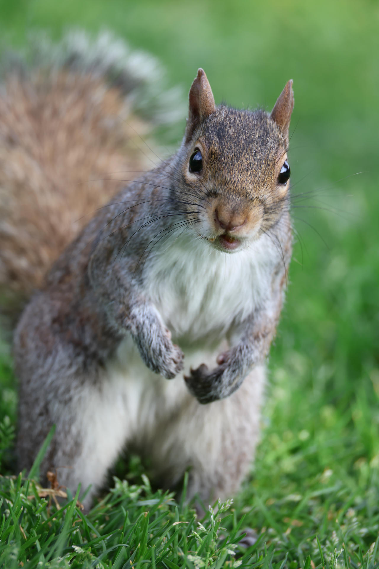 A gray squirrel stands upright on its hind legs in green grass, looking directly at the camera with alert eyes and perked ears. Its bushy tail is visible behind it, and its front paws are held close to its chest.
