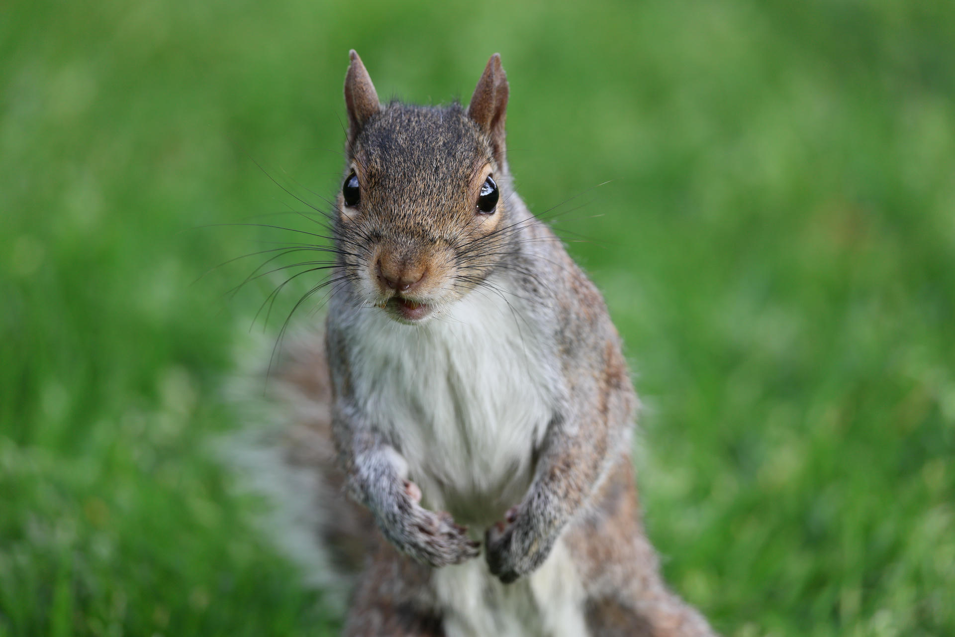 A gray squirrel stands upright on its hind legs, looking directly at the camera with its bushy tail visible behind it. The background is a soft, out-of-focus green, suggesting a grassy area.