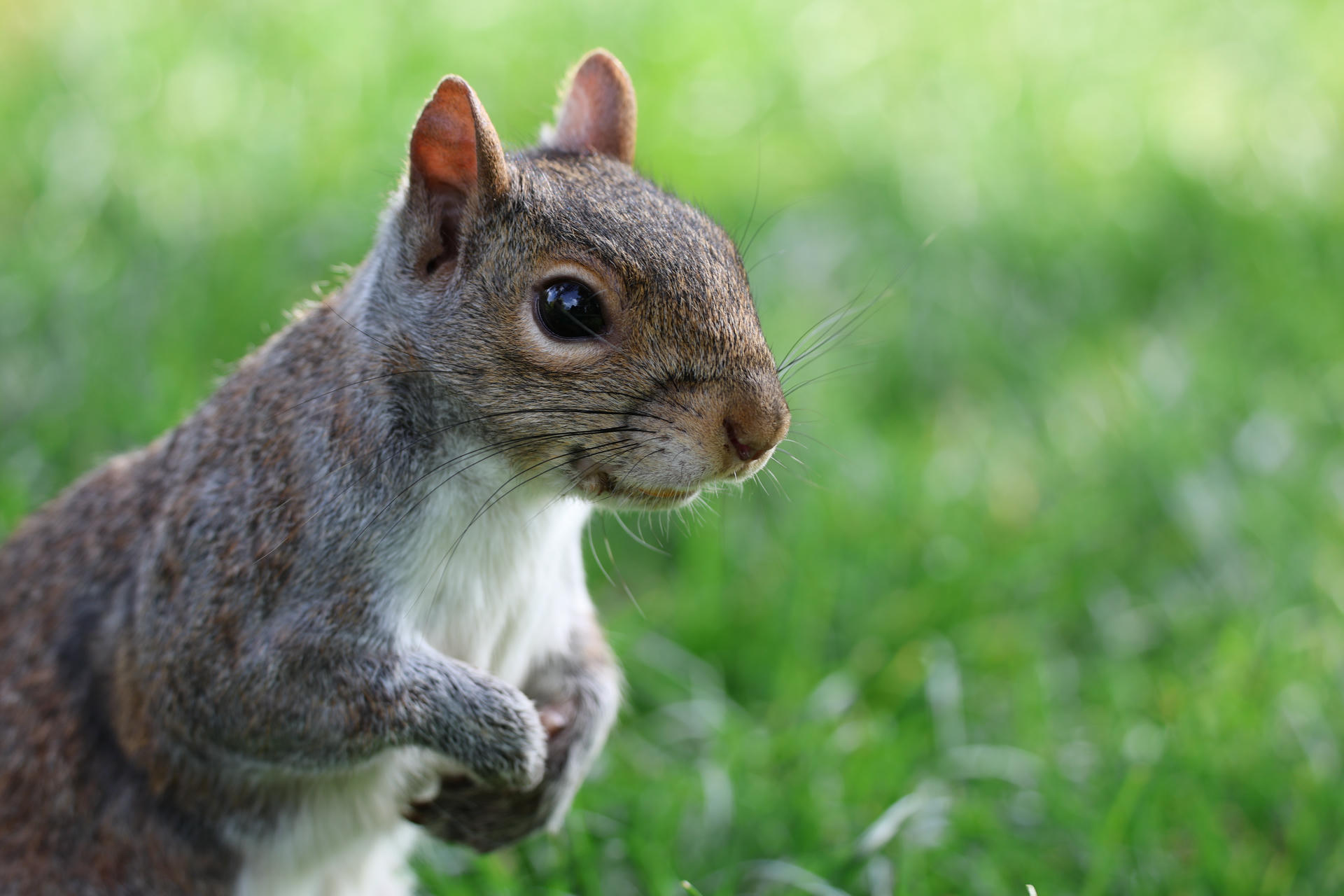 A gray squirrel stands upright on its hind legs in green grass, looking alert with its front paws held close to its chest. The background is softly blurred, highlighting the squirrel’s detailed fur and expressive face.