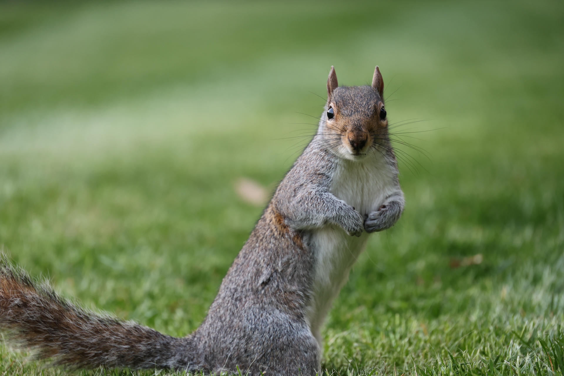 A gray squirrel stands upright on its hind legs with its front paws held close to its chest, looking directly at the camera against a blurred green background. Its fur is a mix of gray and brown, and its ears are perked up attentively.