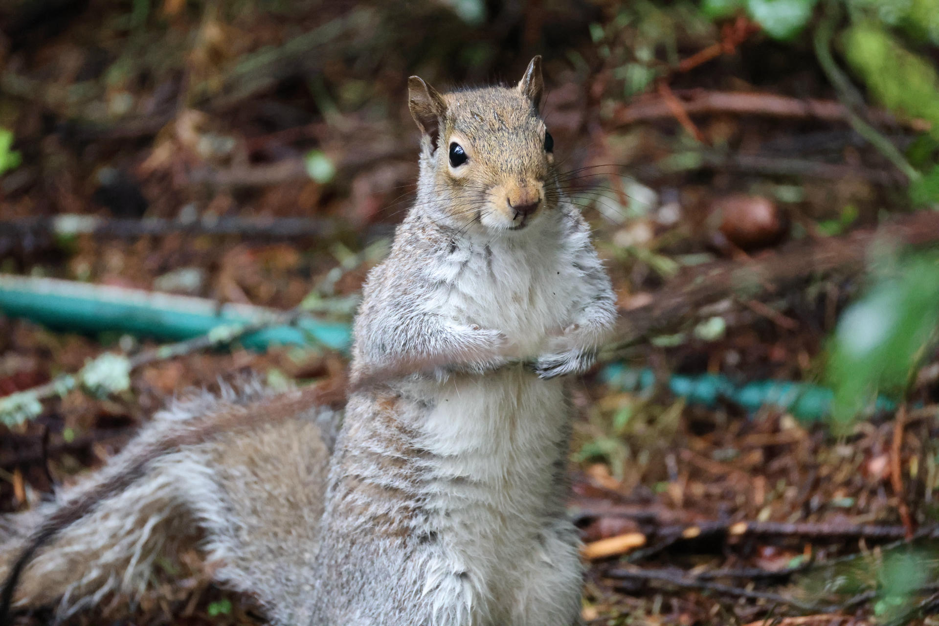 A gray squirrel stands upright on its hind legs, looking directly at the camera with its front paws held close to its chest. The background is a blur of natural foliage and twigs.