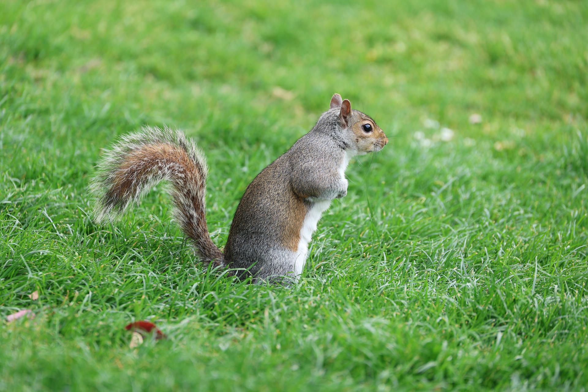 A gray squirrel is sitting upright on green grass, with its bushy tail curled behind it. The squirrel appears alert, looking off to the side.
