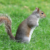 A gray squirrel is sitting upright on green grass, with its bushy tail curled behind it. The squirrel appears alert, looking off to the side.