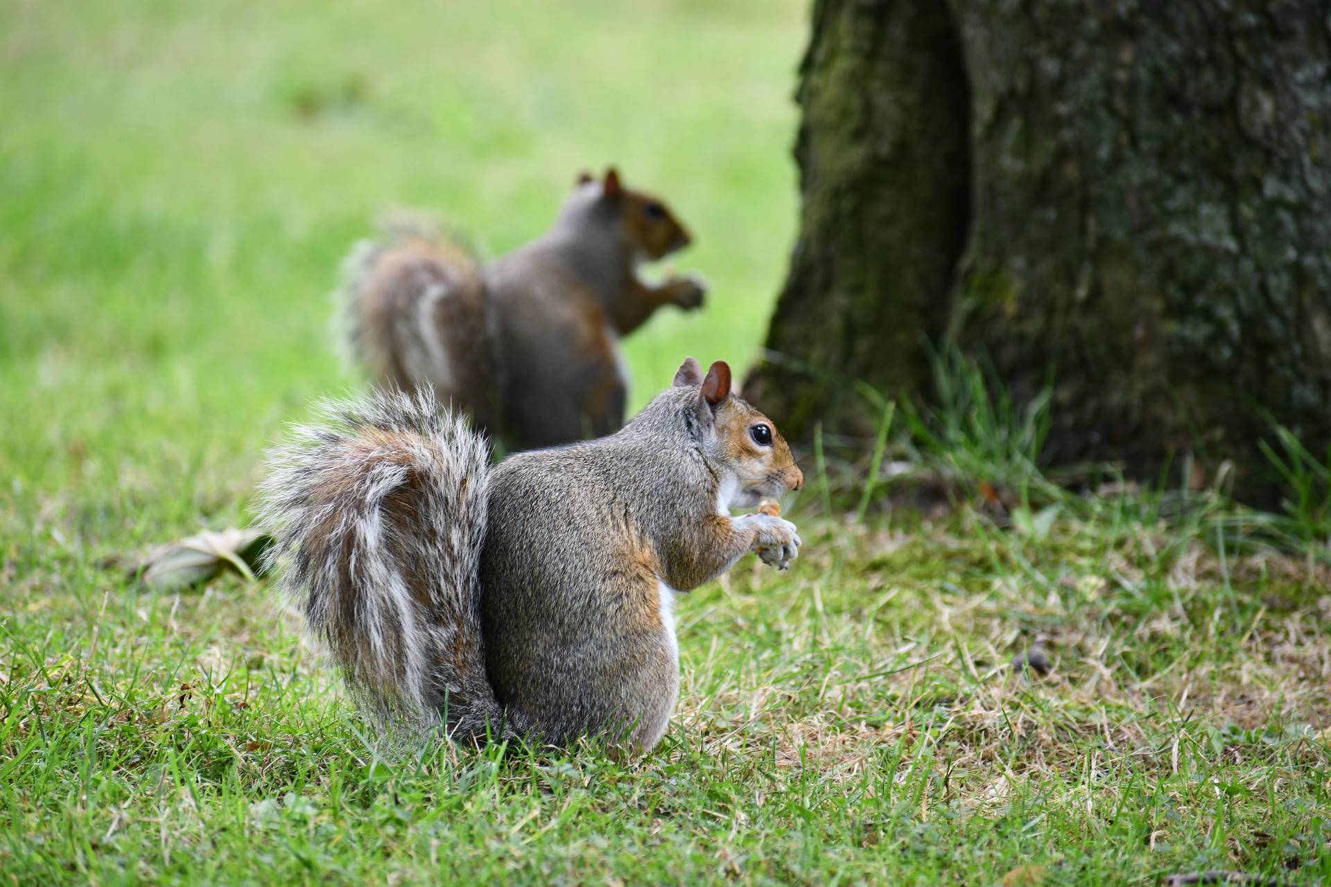 Two gray squirrels sit on green grass near a tree, each holding food in their paws. Their bushy tails and alert postures are clearly visible.