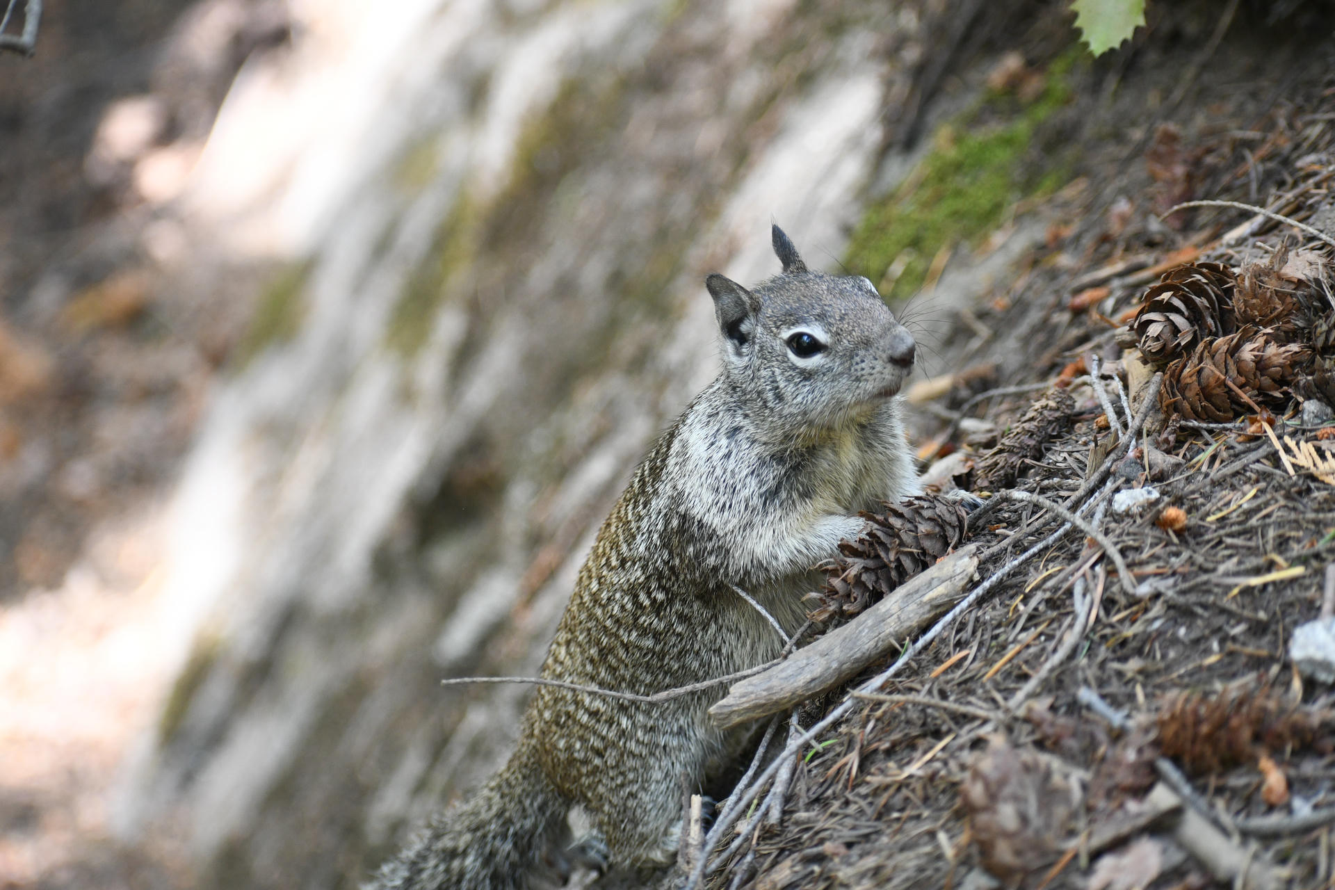 A ground squirrel is perched on a sloped, earthy surface covered with pine needles and twigs, looking alert with its front paws resting on the ground. The background is softly blurred, highlighting the squirrel’s speckled fur and bushy tail.