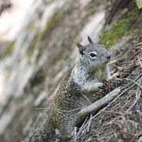 A ground squirrel is perched on a sloped, earthy surface covered with pine needles and twigs, looking alert with its front paws resting on the ground. The background is softly blurred, highlighting the squirrel’s speckled fur and bushy tail.