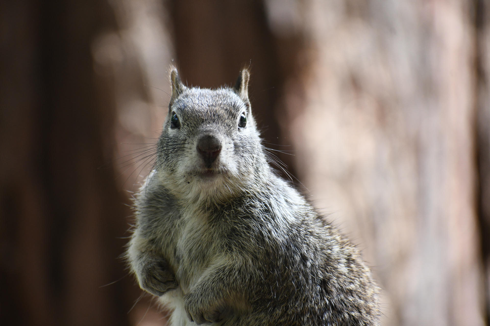 A ground squirrel stands upright on its hind legs, looking directly at the camera with alert eyes and small, rounded ears. The background is softly blurred, drawing attention to the squirrel’s textured fur and expressive face.