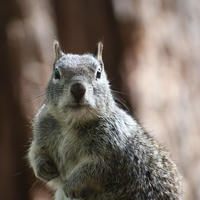 ground squirrel closeup 2