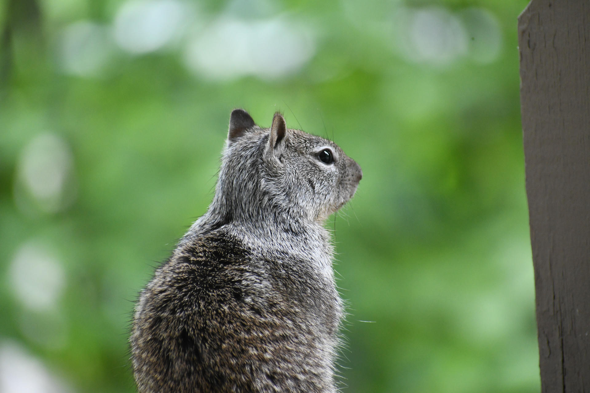 A ground squirrel is seen from behind, sitting upright and looking off to the right against a blurred green background. Its fur appears soft and speckled with shades of gray and brown.