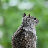 A ground squirrel is seen from behind, sitting upright and looking off to the right against a blurred green background. Its fur appears soft and speckled with shades of gray and brown.