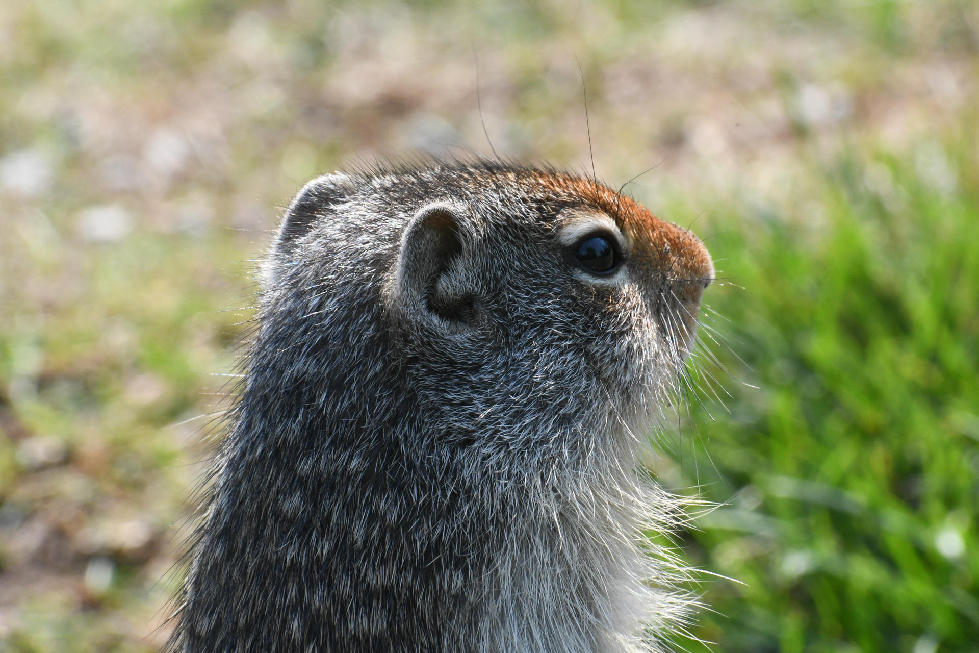 A close-up side view of a ground squirrel shows its textured fur and alert dark eye, with a blurred grassy background. The squirrel's small ear and reddish-brown markings on its head are clearly visible.