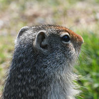 A close-up side view of a ground squirrel shows its textured fur and alert dark eye, with a blurred grassy background. The squirrel's small ear and reddish-brown markings on its head are clearly visible.