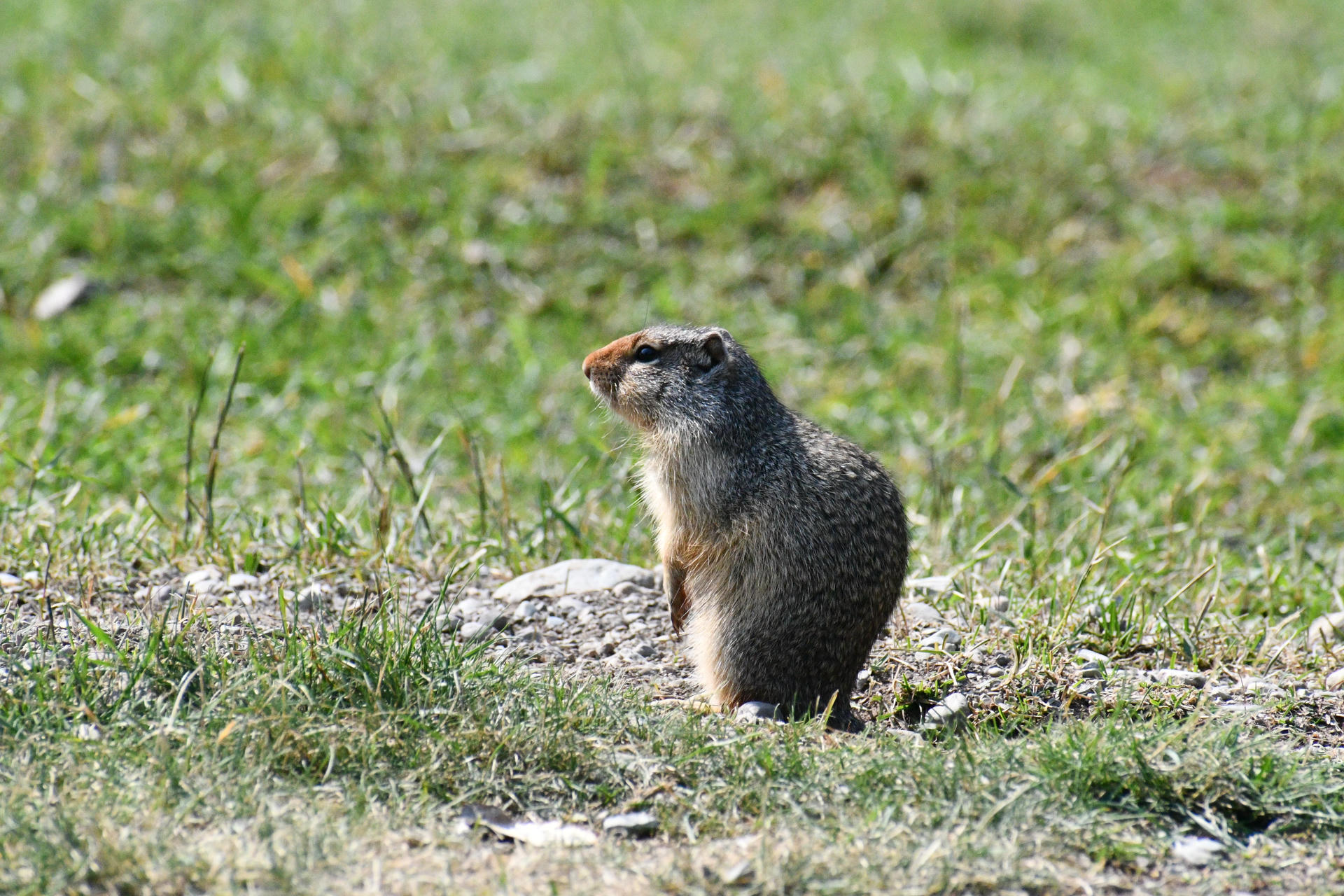 A ground squirrel stands upright on its hind legs in a grassy area, alert and looking off to the side. Its fur is speckled with brown and gray, blending into the natural surroundings.