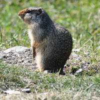 A ground squirrel stands upright on its hind legs in a grassy area, alert and looking off to the side. Its fur is speckled with brown and gray, blending into the natural surroundings.