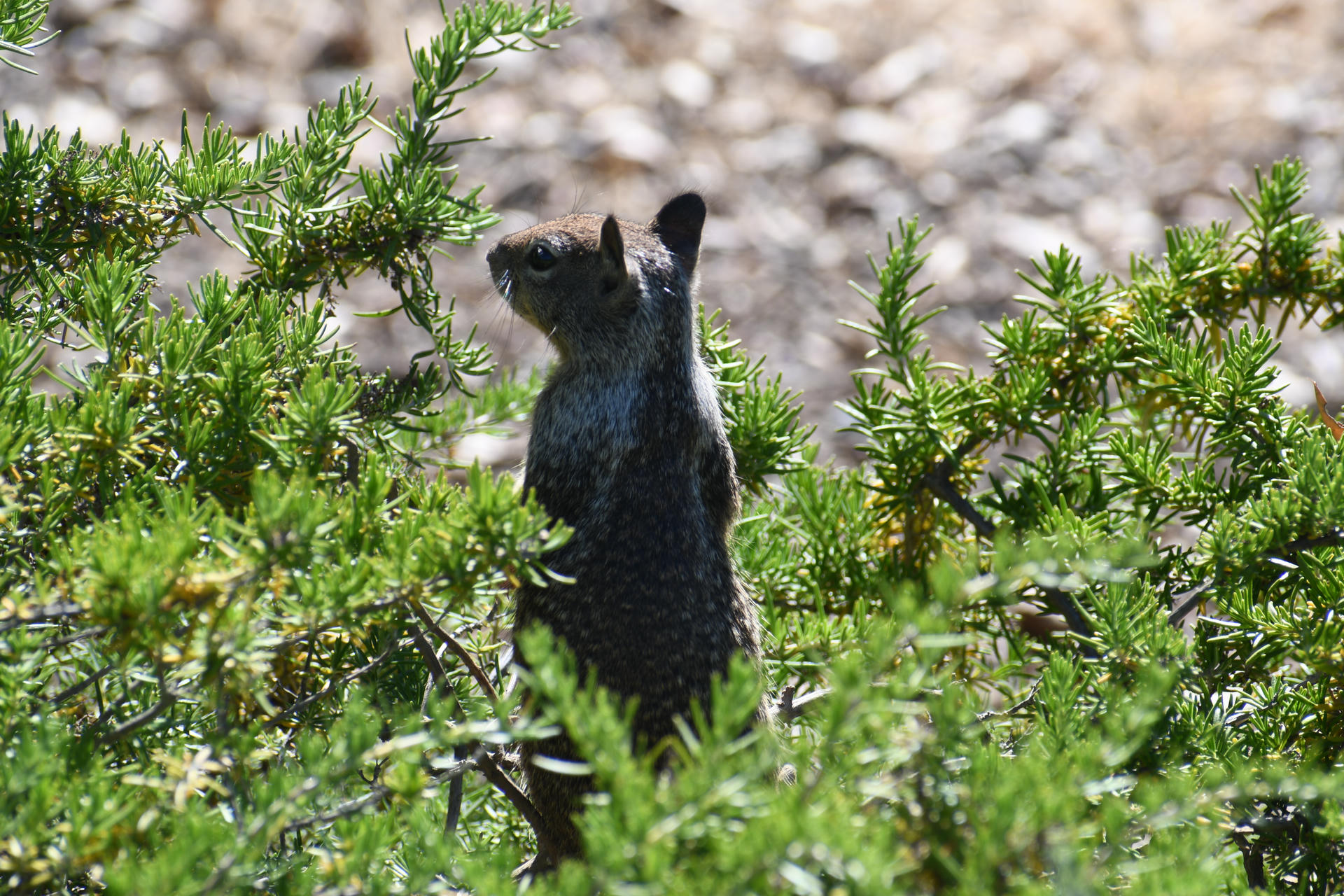 A ground squirrel stands upright among green foliage, with its back facing the camera and its tail raised. Sunlight highlights the squirrel’s dark fur as it appears alert and attentive to its surroundings.