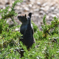 A ground squirrel stands upright among green foliage, with its back facing the camera and its tail raised. Sunlight highlights the squirrel’s dark fur as it appears alert and attentive to its surroundings.