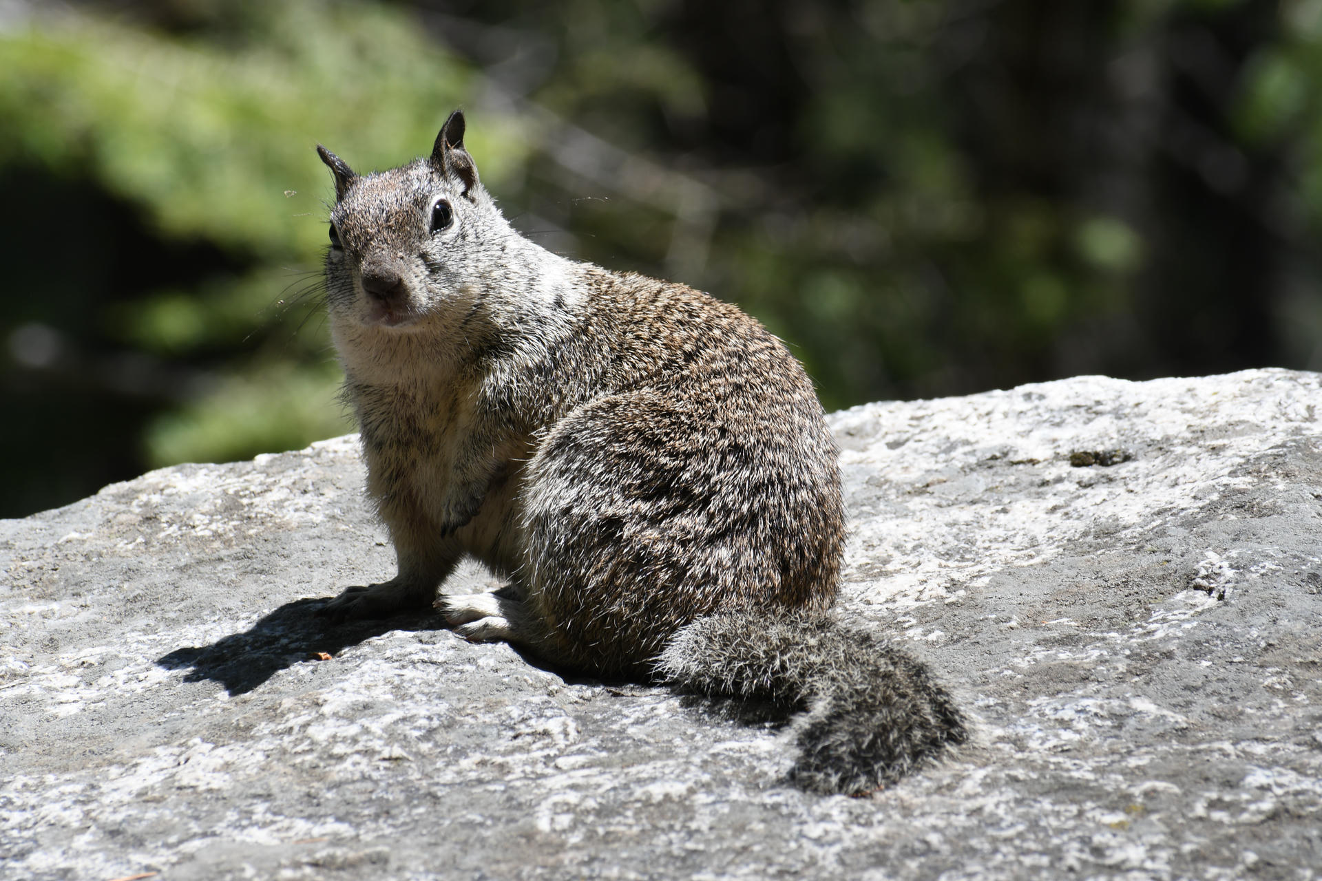 A ground squirrel with mottled brown and gray fur sits alertly on a sunlit rock, with a blurred green background of foliage behind it. Its bushy tail is curled around its body as it looks toward the camera.