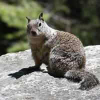 A ground squirrel with mottled brown and gray fur sits alertly on a sunlit rock, with a blurred green background of foliage behind it. Its bushy tail is curled around its body as it looks toward the camera.