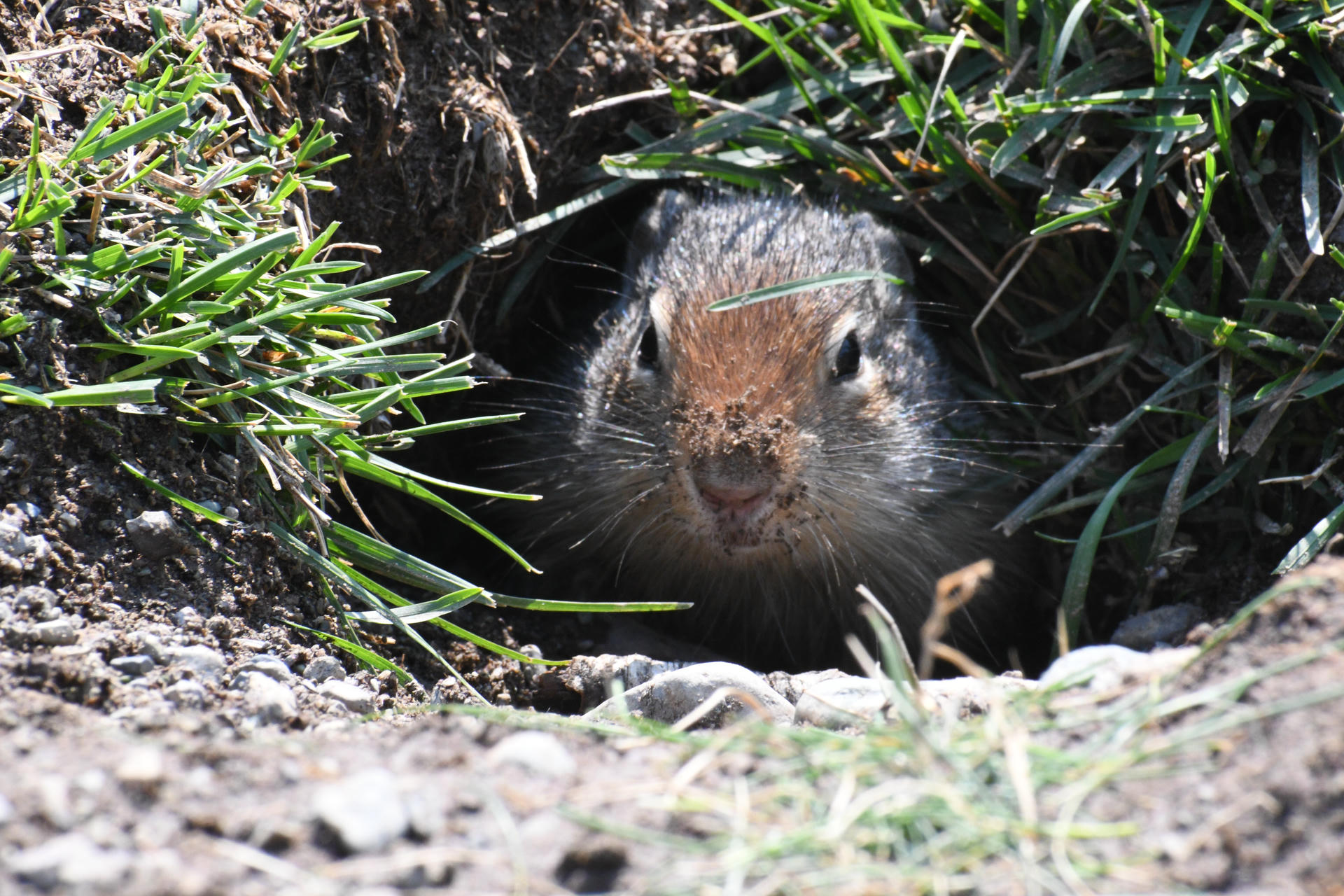 A ground squirrel is peeking out from the entrance of its burrow, surrounded by grass and dirt. Its face is clearly visible as it looks directly at the camera.