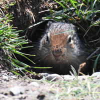 A ground squirrel is peeking out from the entrance of its burrow, surrounded by grass and dirt. Its face is clearly visible as it looks directly at the camera.