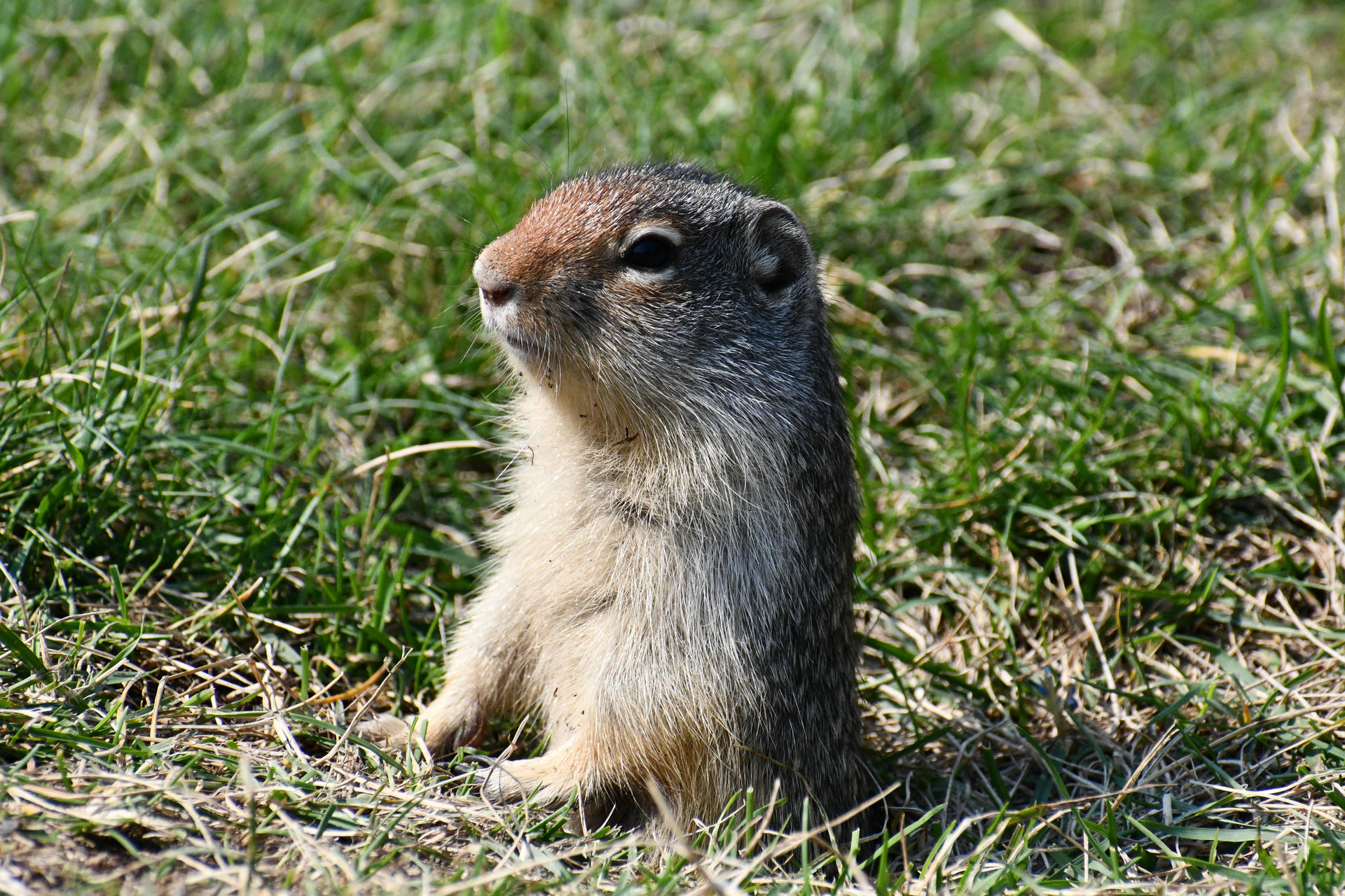 A ground squirrel stands upright on its hind legs in a grassy area, looking alert and attentive. Its fur is a mix of brown and gray tones, blending with the natural surroundings.