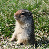 A ground squirrel stands upright on its hind legs in a grassy area, looking alert and attentive. Its fur is a mix of brown and gray tones, blending with the natural surroundings.