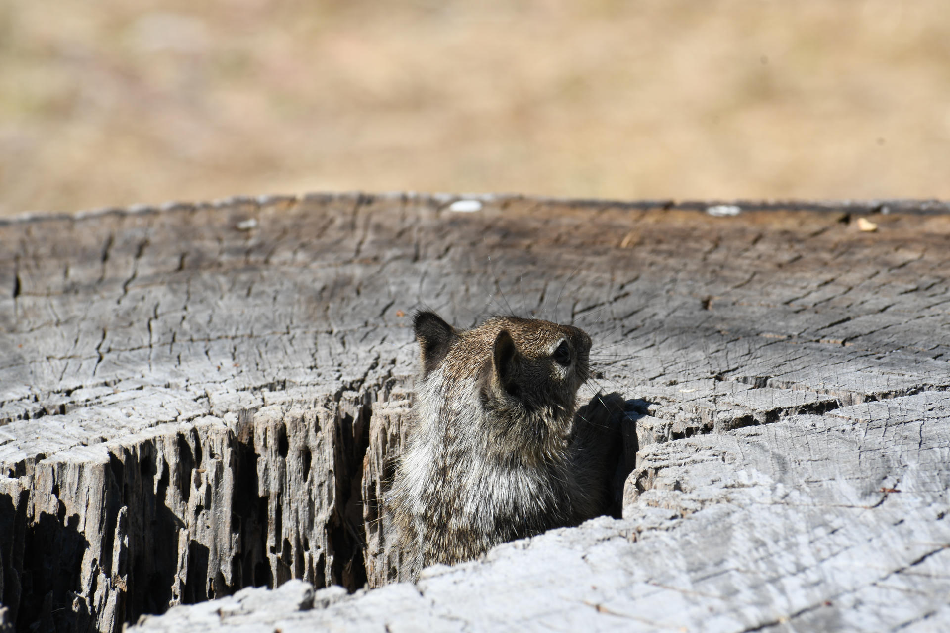 A ground squirrel peeks its head out from a hollow, weathered tree stump under the bright sun on a hot summer day. The background is dry and sunlit, emphasizing the warmth of the scene.
