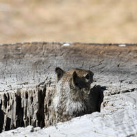 A ground squirrel peeks its head out from a hollow, weathered tree stump under the bright sun on a hot summer day. The background is dry and sunlit, emphasizing the warmth of the scene.