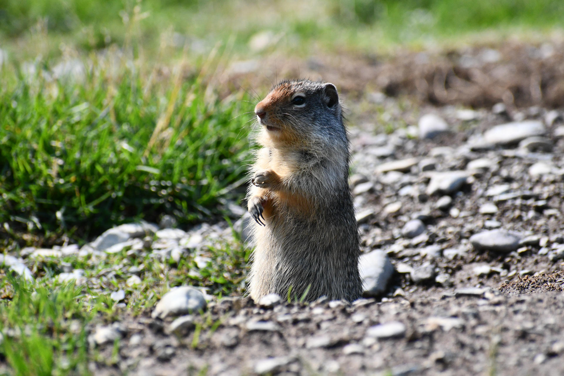 A ground squirrel stands upright at the entrance of its burrow, surrounded by gravel and patches of green grass. The squirrel appears alert, with its front paws held close to its chest.