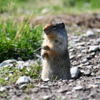 A ground squirrel stands upright at the entrance of its burrow, surrounded by gravel and patches of green grass. The squirrel appears alert, with its front paws held close to its chest.