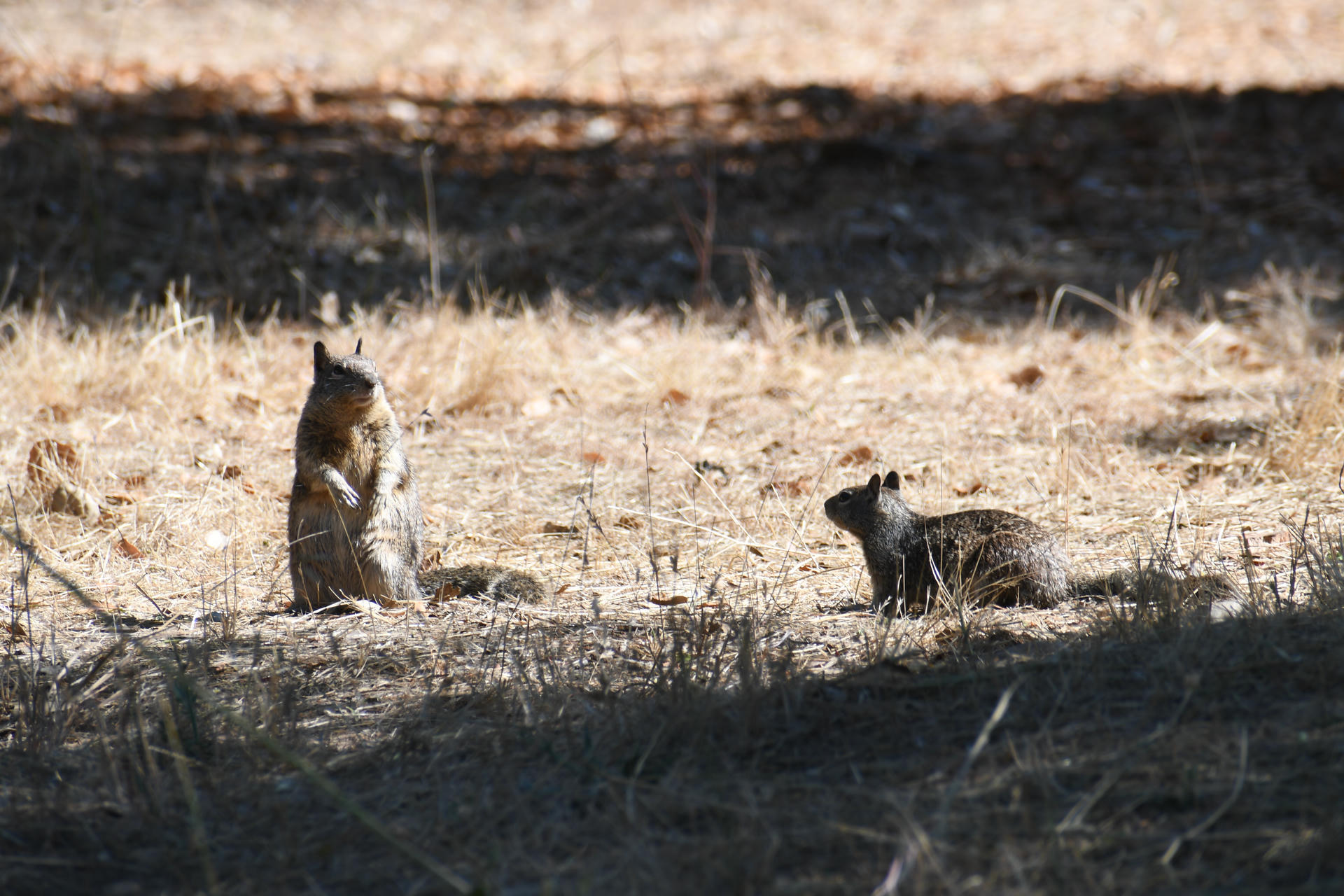 Two ground squirrels are on dry, sunlit grass; one is sitting upright while the other is on all fours, both partially in the shade. The background is a mix of light and shadow, suggesting a natural outdoor setting.