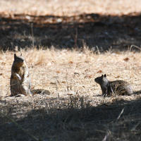 Two ground squirrels are on dry, sunlit grass; one is sitting upright while the other is on all fours, both partially in the shade. The background is a mix of light and shadow, suggesting a natural outdoor setting.