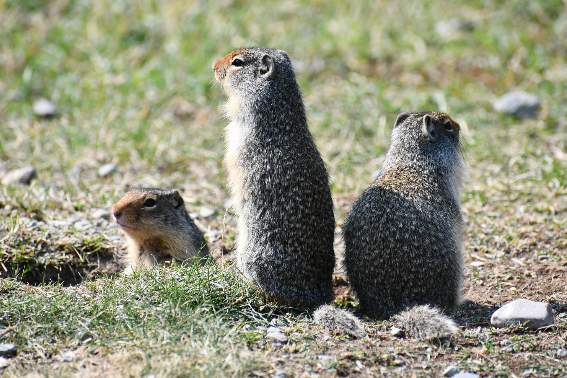 Three ground squirrels are gathered on grassy ground, with two sitting upright and one peeking out from a burrow. Their fur is speckled with light and dark patterns, blending into the natural surroundings.