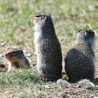 Three ground squirrels are gathered on grassy ground, with two sitting upright and one peeking out from a burrow. Their fur is speckled with light and dark patterns, blending into the natural surroundings.