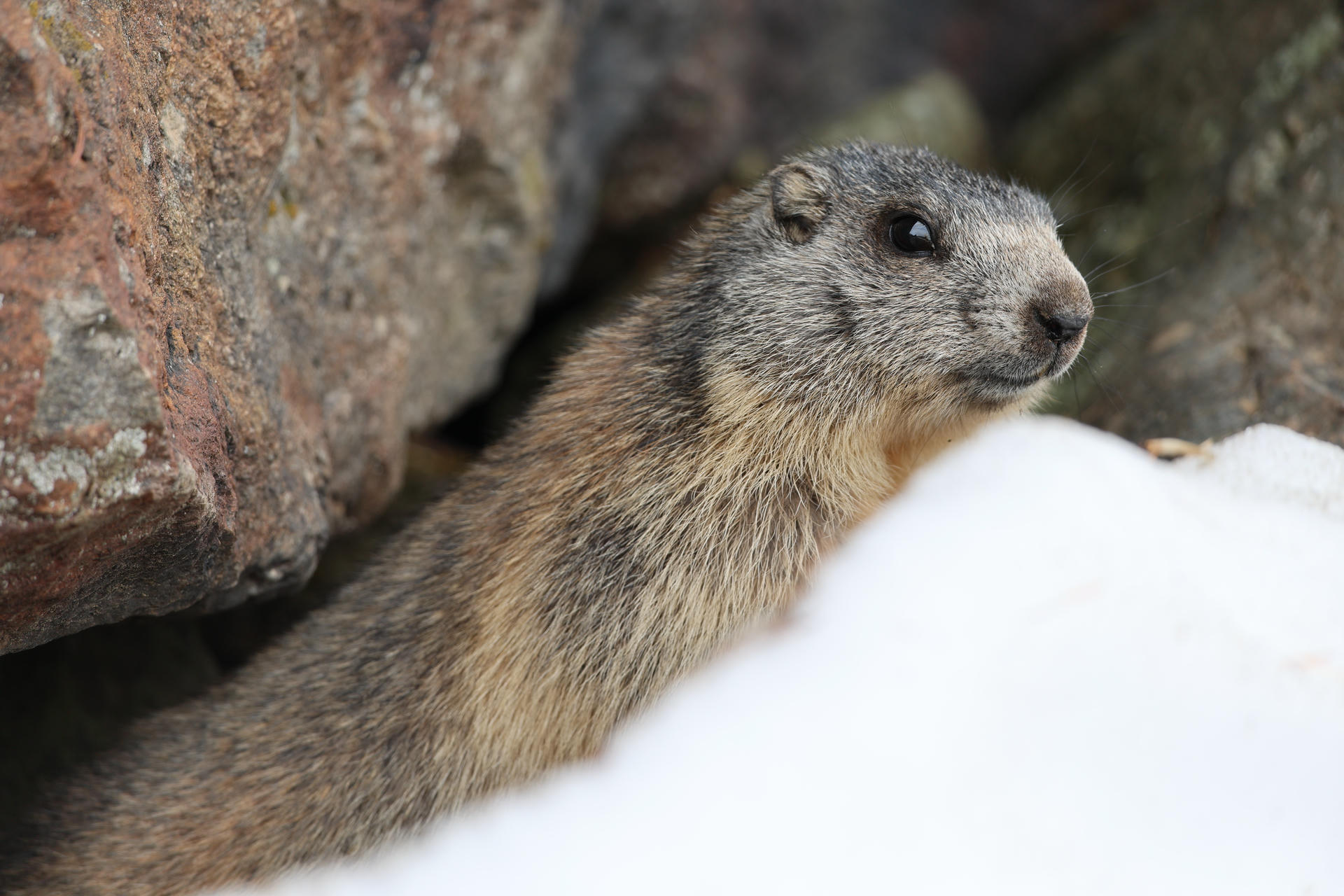 An alpine marmot with thick, brownish fur is peeking out from behind a patch of white snow, with rocks visible in the background. The marmot's face is alert and its whiskers are prominent.