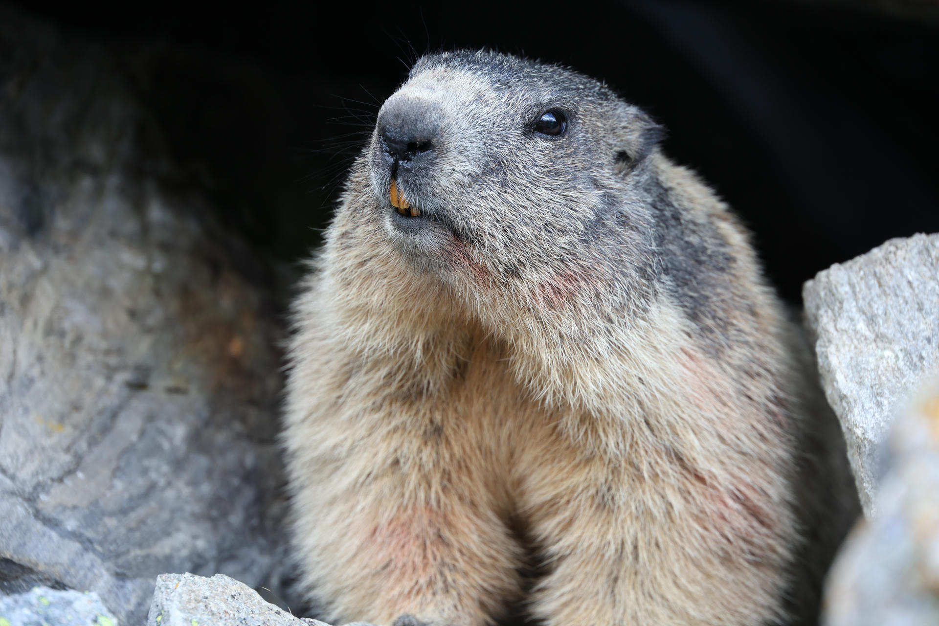 An alpine marmot with thick, grayish-brown fur sits among rocks, looking slightly upward with its mouth slightly open. Its round face and small dark eyes are clearly visible.