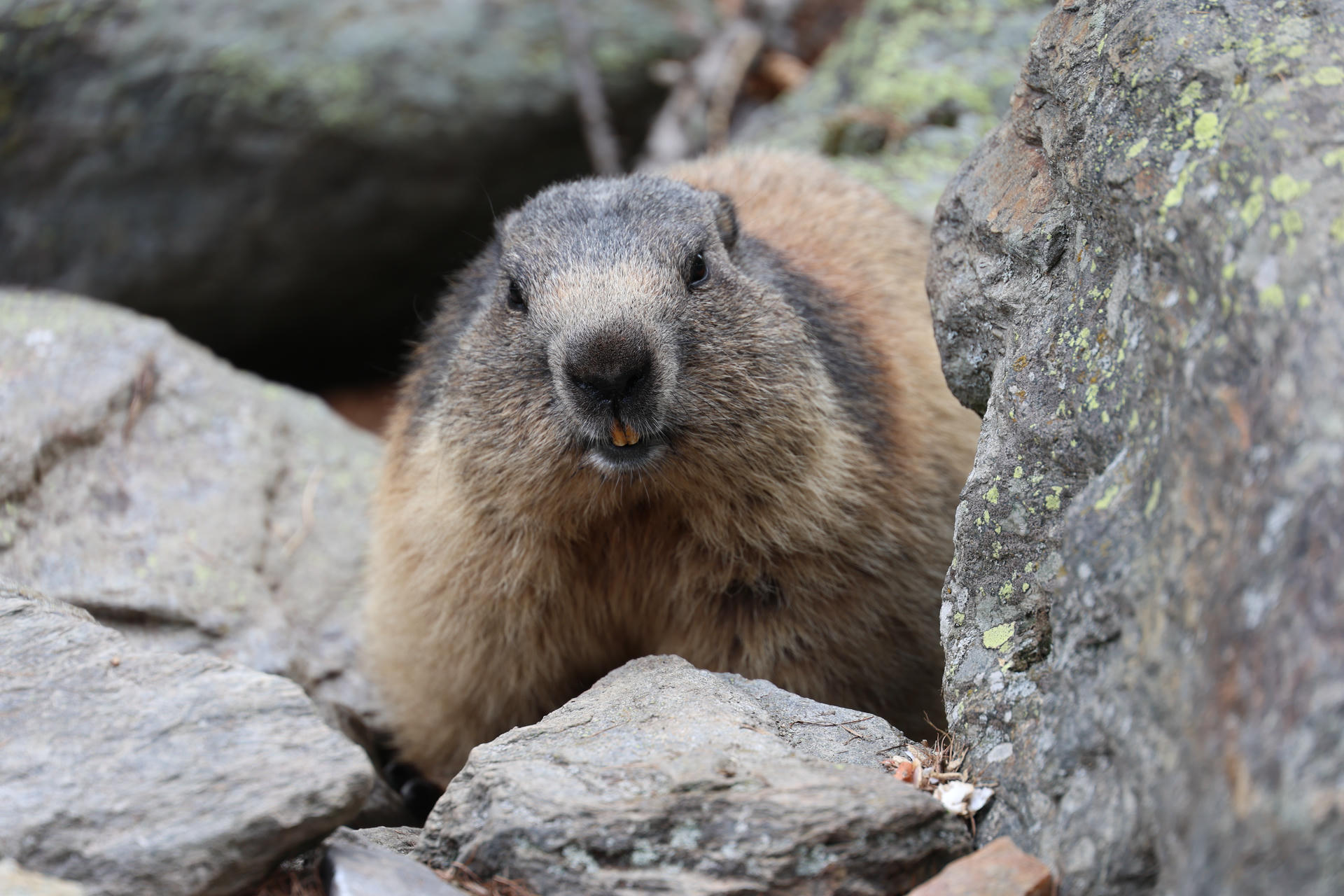 An alpine marmot is peeking out from between several large rocks, its thick fur and rounded face clearly visible. The background is filled with more rocks and patches of moss, creating a natural alpine setting.