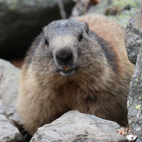 An alpine marmot is peeking out from between several large rocks, its thick fur and rounded face clearly visible. The background is filled with more rocks and patches of moss, creating a natural alpine setting.