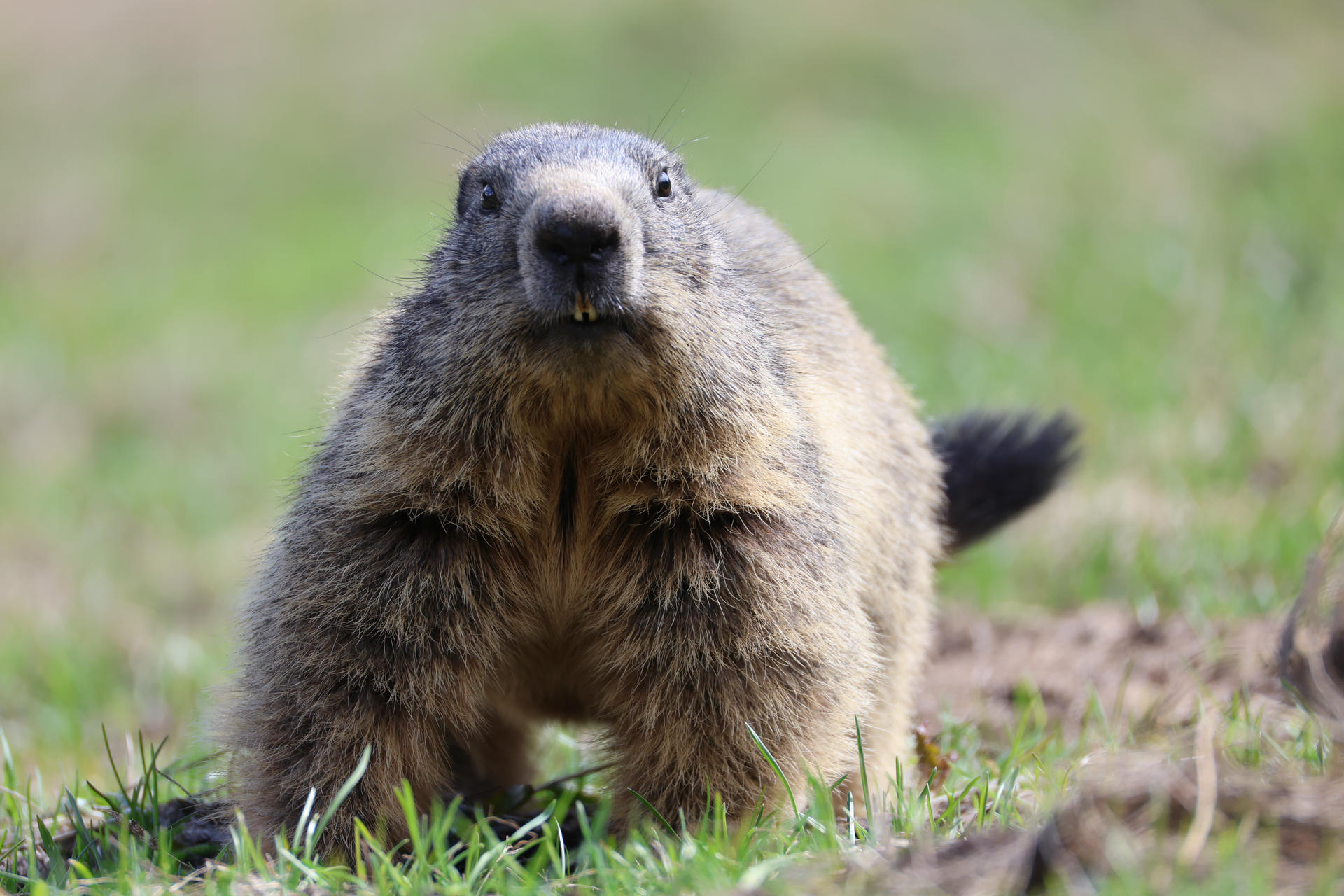 An alpine marmot stands on all fours in green grass, facing the camera with its nose and whiskers prominently visible. Its thick fur appears grayish-brown, and the background is softly blurred.