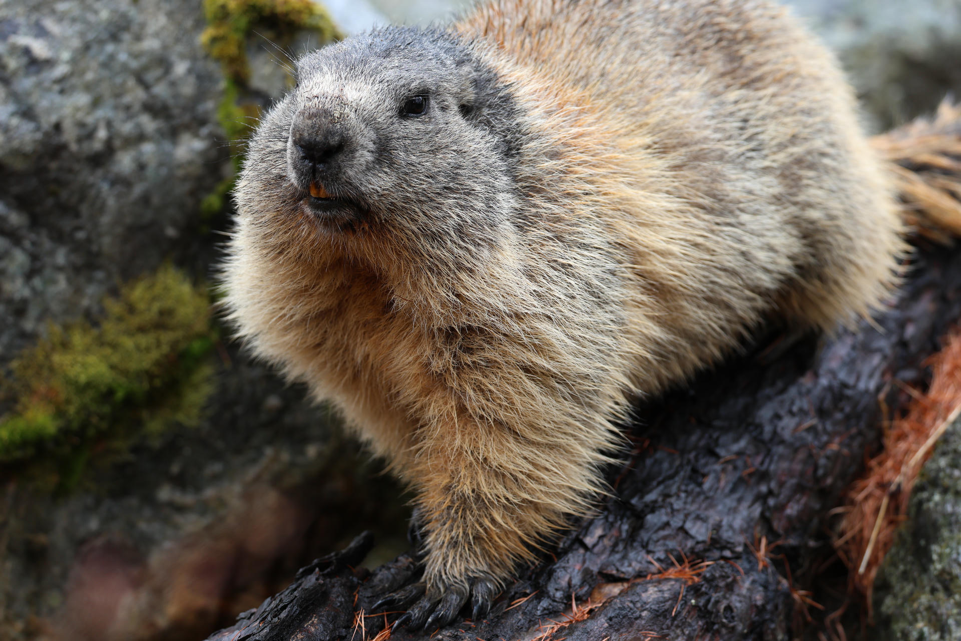 An alpine marmot with thick, fluffy fur in shades of gray and tan is perched on a dark, mossy rock, looking alertly into the distance. The close-up view highlights its rounded face and textured coat.