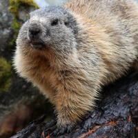 An alpine marmot with thick, fluffy fur in shades of gray and tan is perched on a dark, mossy rock, looking alertly into the distance. The close-up view highlights its rounded face and textured coat.