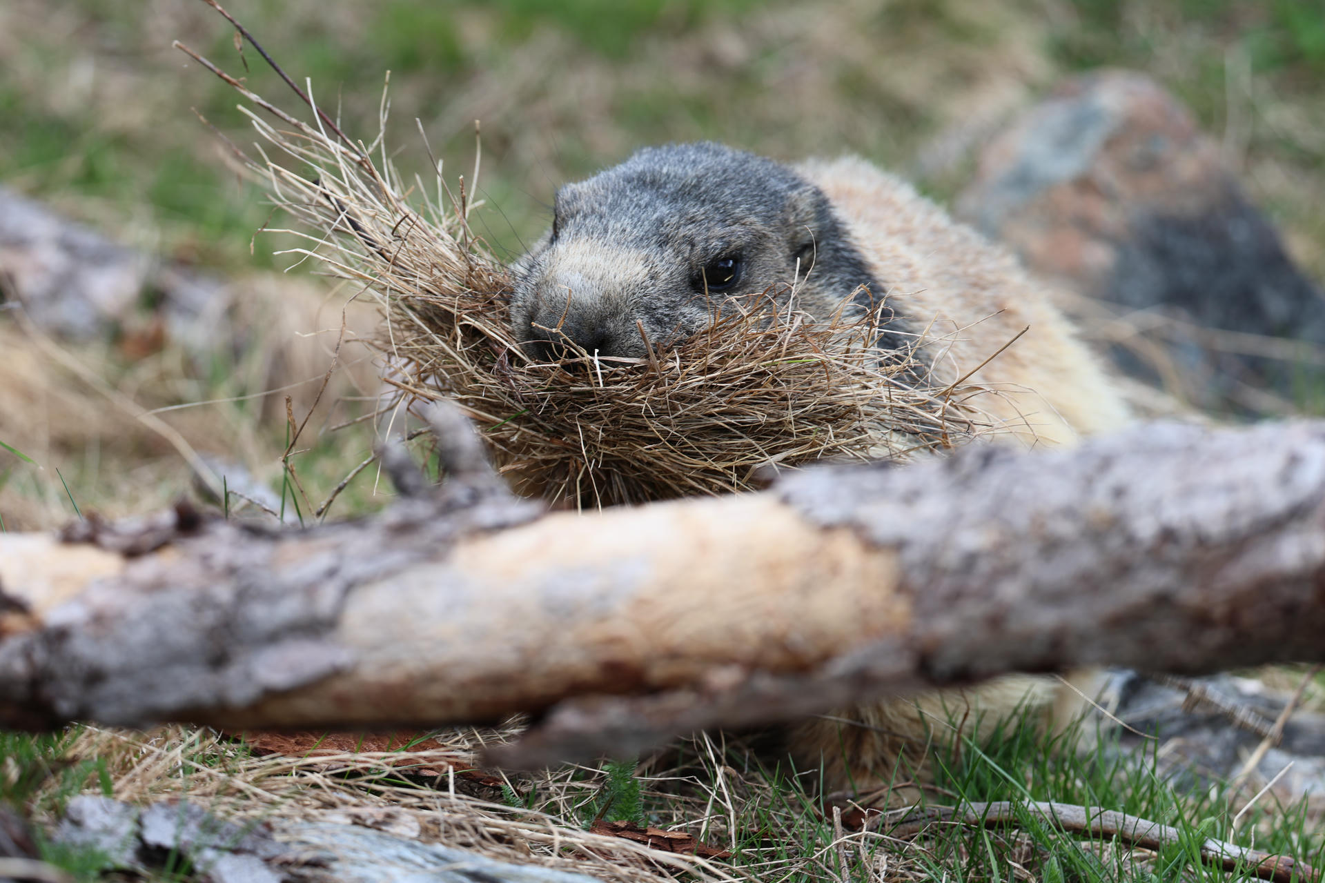 An alpine marmot is gathering a bundle of dry grass in its mouth, with a log and grassy ground visible in the background. The marmot's fur appears thick and its face is partially hidden by the grass.