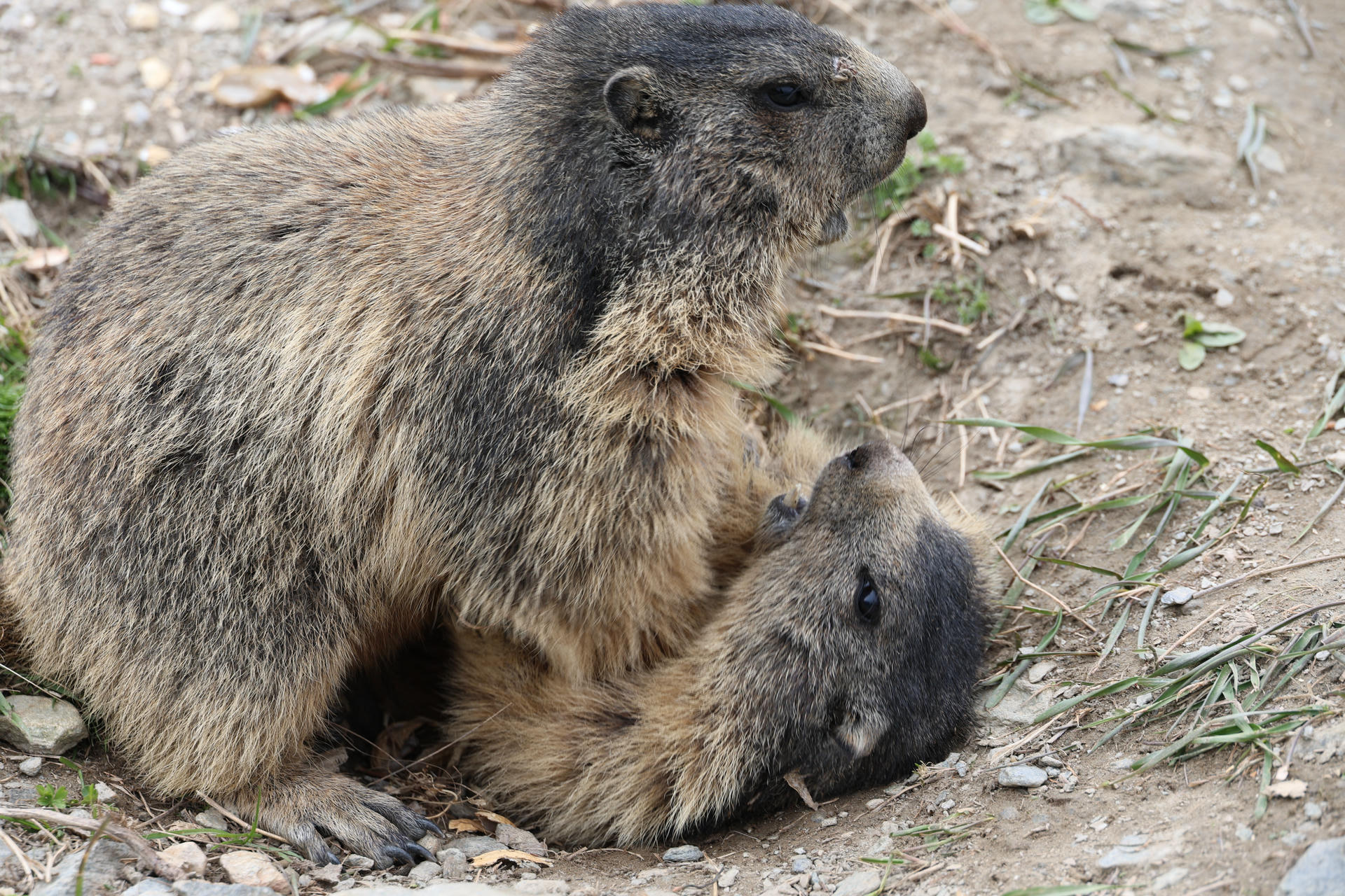 Two alpine marmots are interacting on the ground, with one marmot using its front paws to pin the other on its back. Their thick fur and expressive faces are clearly visible against the earthy background.