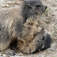 Two alpine marmots are interacting on the ground, with one marmot using its front paws to pin the other on its back. Their thick fur and expressive faces are clearly visible against the earthy background.