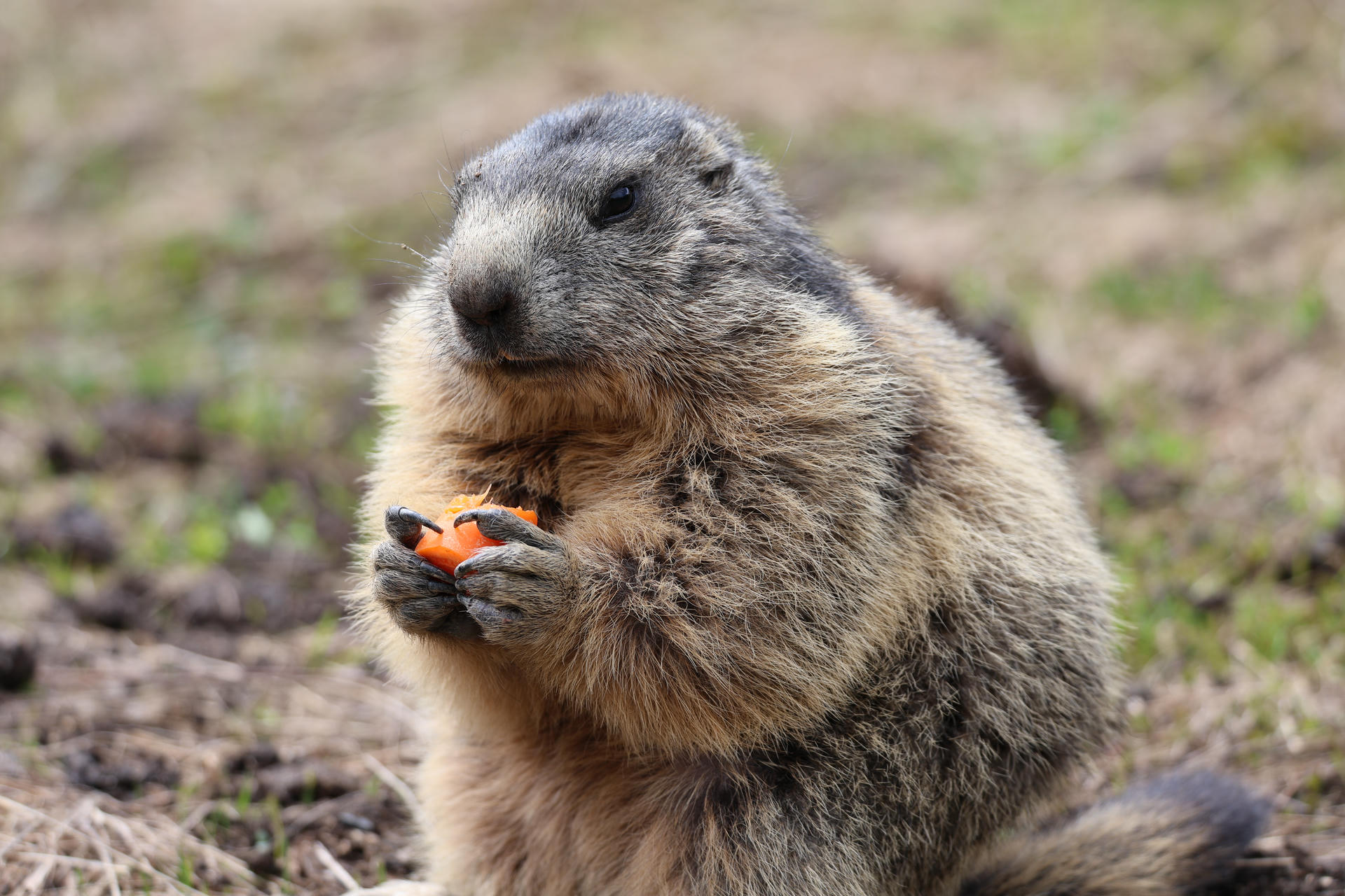 An alpine marmot sits upright on grassy ground, holding a chunk of orange carrot between its front paws. Its thick fur appears fluffy and its attention is focused on the carrot.