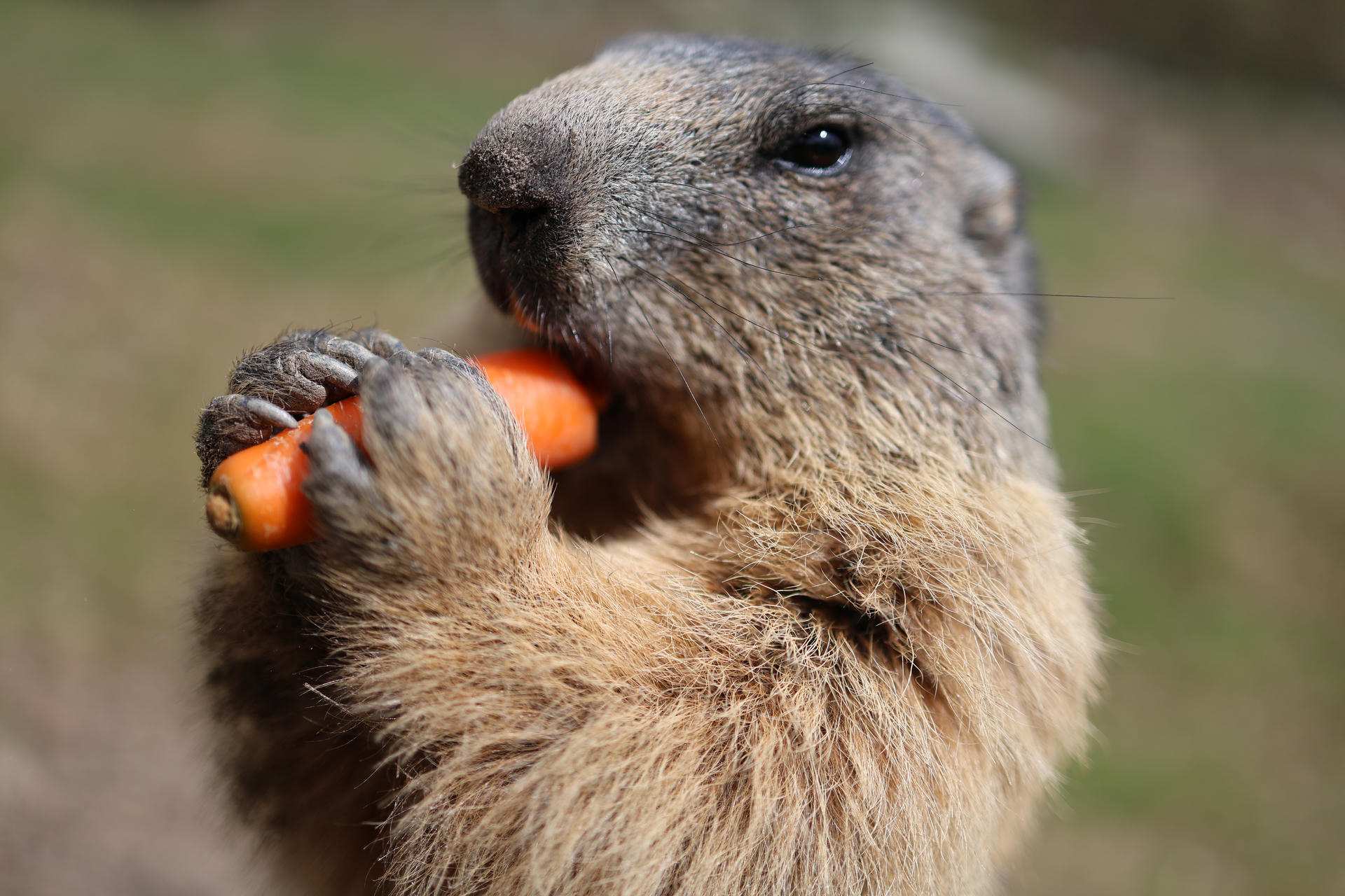 An alpine marmot is holding a carrot with its front paws and nibbling on it, with its face and whiskers clearly visible. The background is softly blurred, drawing attention to the marmot's detailed fur and focused expression.
