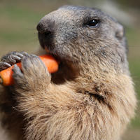 An alpine marmot is holding a carrot with its front paws and nibbling on it, with its face and whiskers clearly visible. The background is softly blurred, drawing attention to the marmot's detailed fur and focused expression.