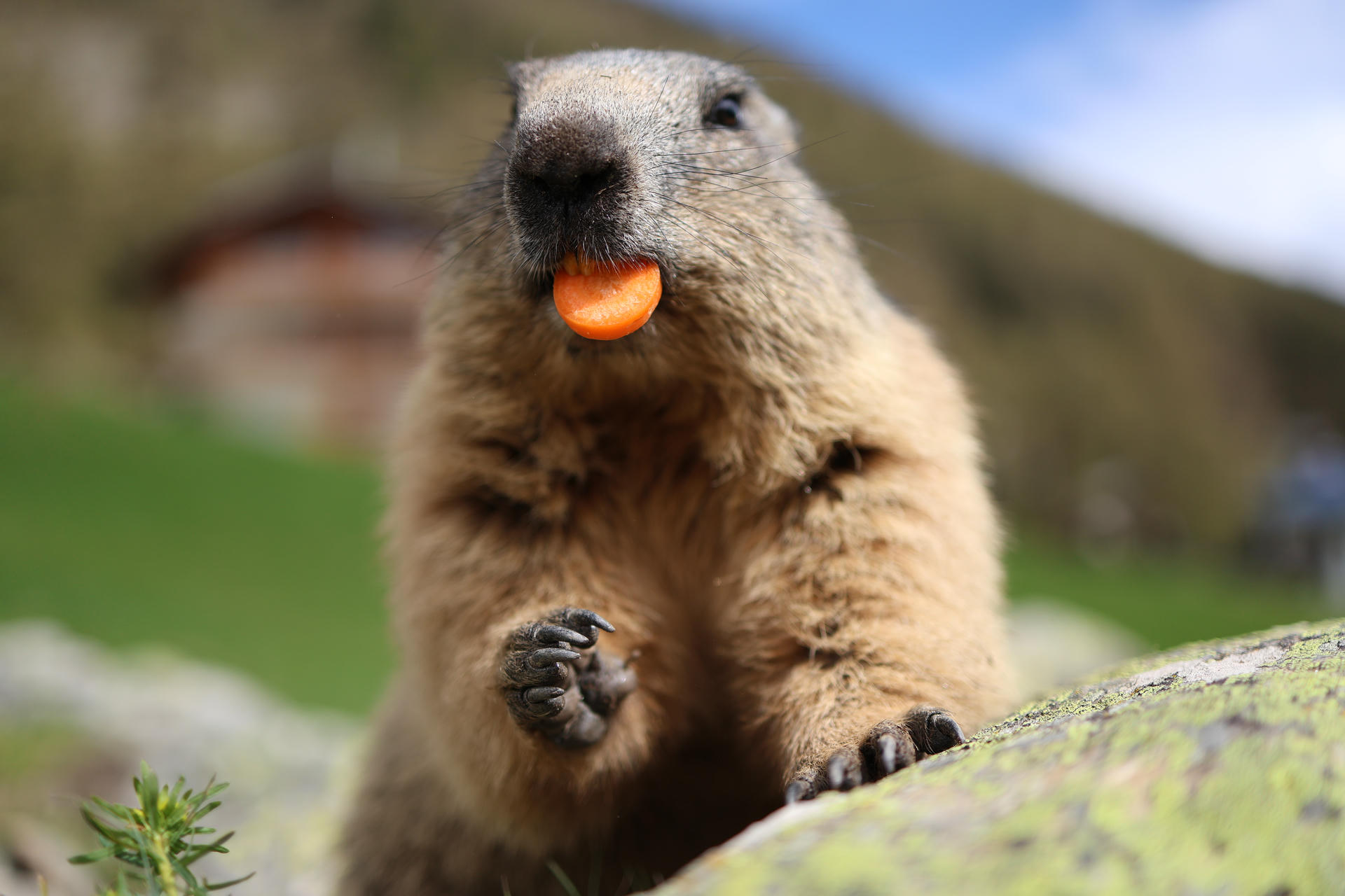 An alpine marmot sits upright on a rock, holding food in its paw and munching on an orange slice, with a blurred green and mountainous background. Its fur looks thick and fluffy, and its expression appears focused on eating.