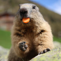 An alpine marmot sits upright on a rock, holding food in its paw and munching on an orange slice, with a blurred green and mountainous background. Its fur looks thick and fluffy, and its expression appears focused on eating.