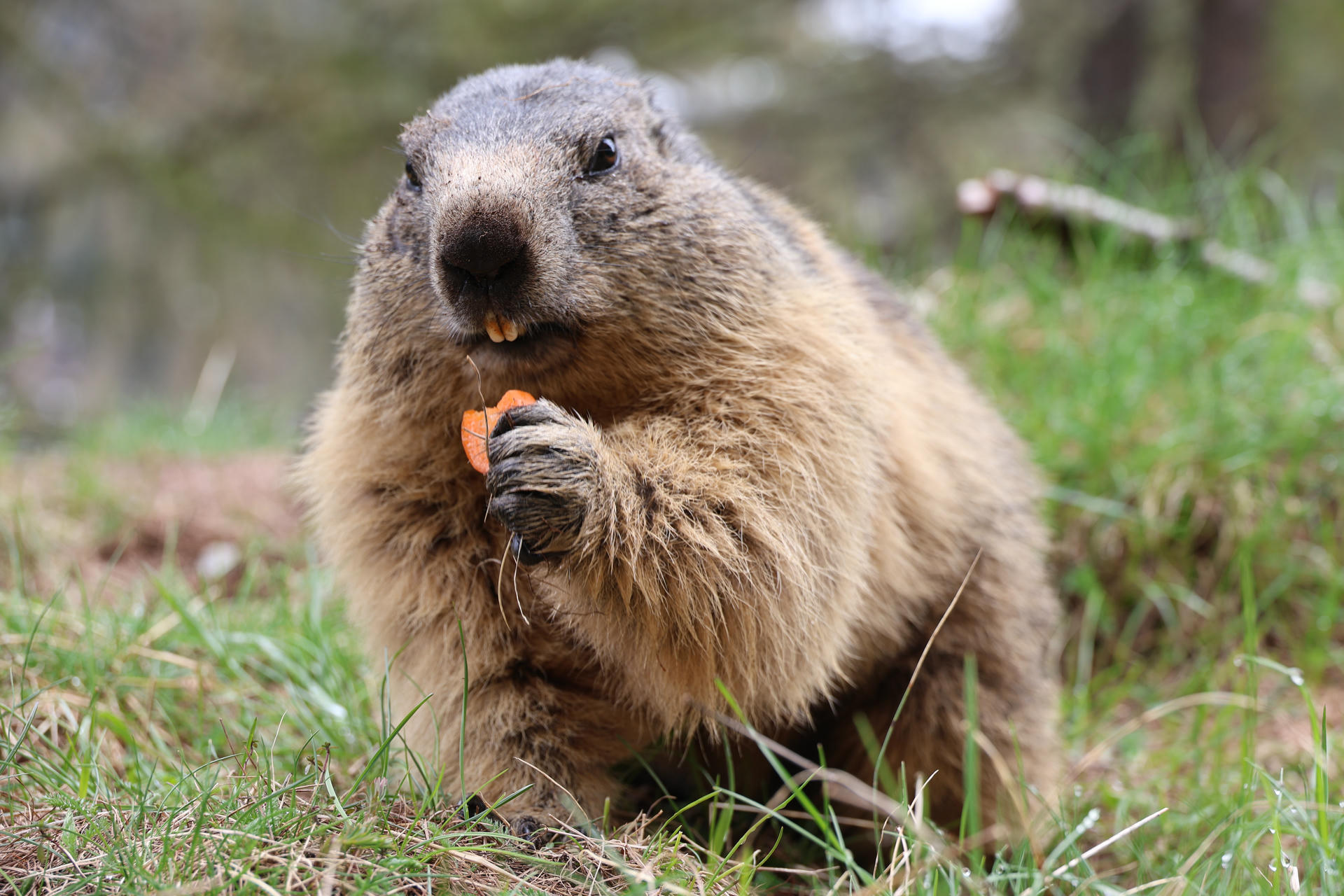 An alpine marmot sits upright on grassy ground, holding and nibbling on a small piece of food with its front paws. Its thick, brownish fur and rounded face are clearly visible in the close-up shot.